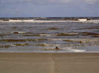 Norderney Naturschutzgebiet Schiffswrack Seerobbe kleine Robbe zum Meer