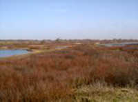 Norderney Naturschutzgebiet Polderdeich Vogelschutzgebiet Ostfriesland Blick Polderdeich Norderney