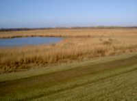 Norderney Meer Nordsee Polderdeich Vogelschutzgebiet Ostfriesland Gras Polderdeich