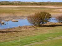 Insel Norderney Polderdeich Vogelschutzgebiet Ostfriesland Polderdeich Naturschutzgebiet Nordsee Deutschland