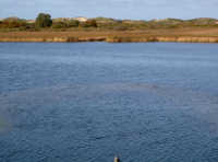 Naturschutzgebiet Polderdeich Voegelschutzgebiet Ostfriesland