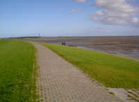 Polderdeich Naturschutzgebiet Voegel Tiere Nordsee