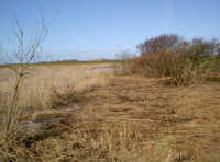 Polderdeich Naturschutzgebiet Norddeutschland Ostfriesland