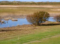 Polderdeich Vogelschutzgebiet Ostfriesland Norderney