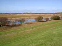 Polderdeich Vogelschutzgebiet Ostfriesland Germany