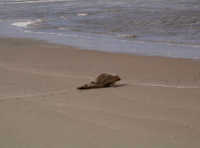 Seehund am Wrack vor Borkum Norderney Seehund