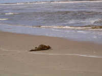 Norderney Naturschutzgebiet Schiffswrack Sonnenbad Robbe Sonnenbad Robbe