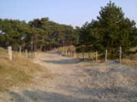 Wald der Insel Norderney Norderney Wald