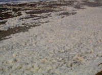 Strandschaum Strandschaum