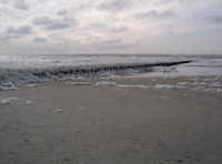 Bilder von Algen auf Norderney Bilder von Algen