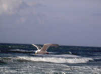 Möwe in der Nordsee Ney Möwe Meer