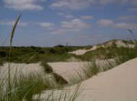 Norderney Dünenlandschaft