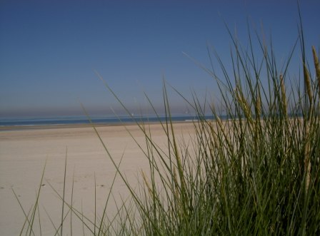 Norderney Dünen Dünengras