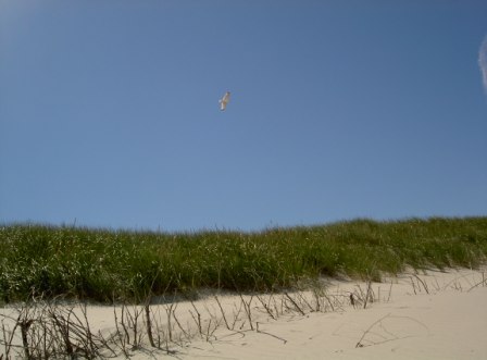 Norderney Dünen