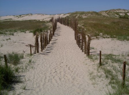 Norderney Dünen im Sand auf der Insel