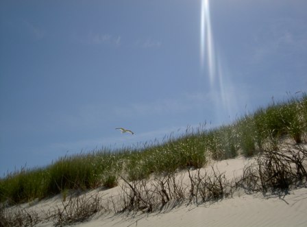 Norderney Dünenlandschaft