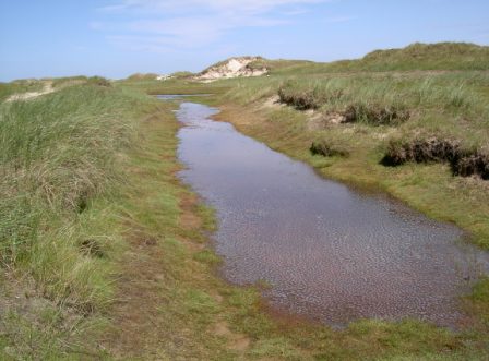 Norderney und Dünenlandschaft in der Nordsee Norderney Dünen