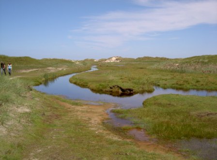 Nordsee Ostfriesland Dünenlandschaft Nordsee Norderney Dünen Möwen