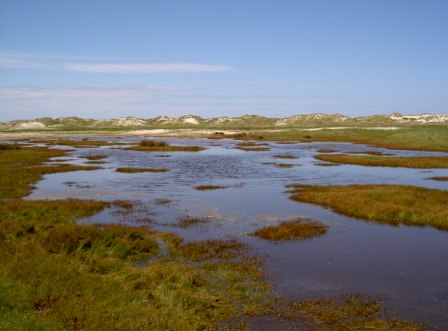 Norderney Dünen Strandmüll