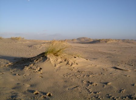 Norderney Nordsee Dünenlandschaft