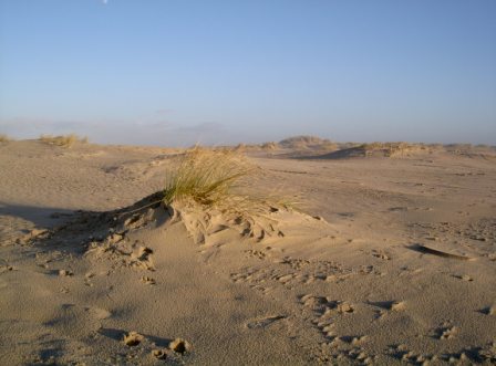 Dünenlandschaft in der Nordsee Norderney Nordsee Dünenlandschaft