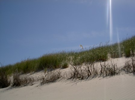 Ostfriesland Dünenlandschaft Nordsee Norderney Dünen Nordsee
