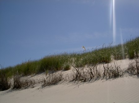 Norderney Dünen Nordsee