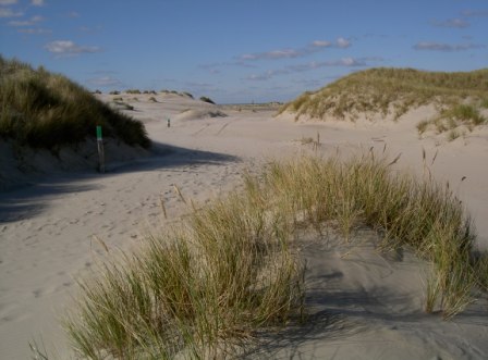 Nordseeinsel Dünenlandschaft Nordsee Ney Dünenlandschaft