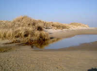 Norderney Sanddünen Nordsee Dünenlandschaft mit Tuempel in den Sanddünen