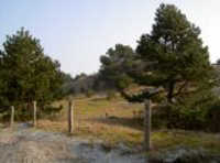 Wald der insel Ney Wald Ney