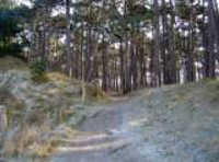 Wald Norderney Wäldchen Norderney
