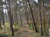 Norderney Wald Wäldchen Norderney