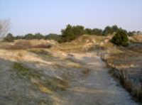 Wald Norderney mit Dünenlandschaft Wäldchen Norderney und Dünenlandschaft