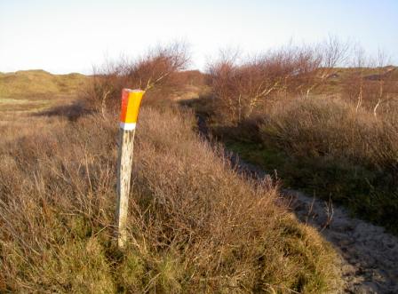 Pferdepfad Dünenlandschaft Zuckerpad Zuckerpad mit Pferde Dünenlandschaft